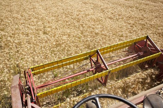 Combine Harvester in wheat corn field