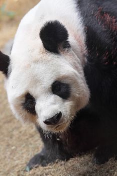 Giant panda bear walking 