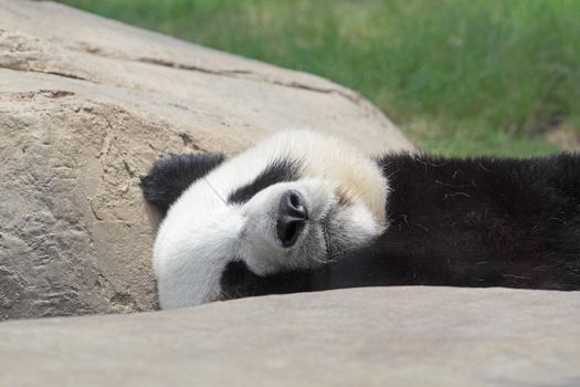 Sleeping Panda 