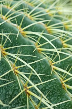 abstract cactus plant 