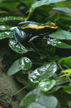 Black and yellow poisonous frog in Bromelia plant, Ranitomeya