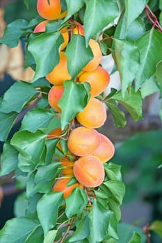 Fresh, colorful ripe apricots on branch