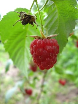 the red raspberry is ripe and so useful and very tasty