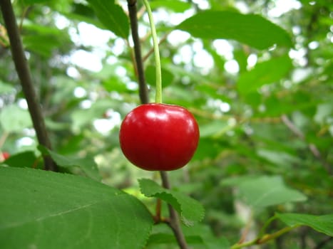 the beautiful red berry of cherry