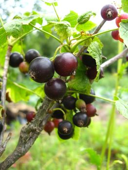 the black berries of currant is ripe and very tasty