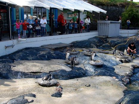 penguins in the aquarium, bergen, norway. Please note: No negative use allowed.