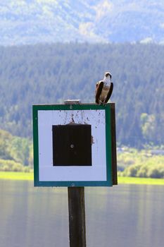Bald Eagle sitting on a post by the lake side