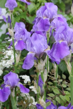 Fresh purple Iris flowers in a garden