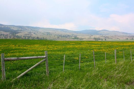 Fenced meadow filled with small yellow flowers