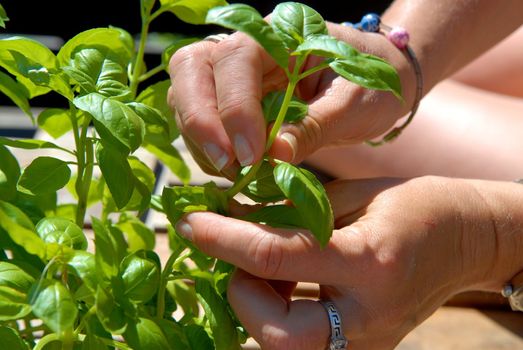 picking the plant.