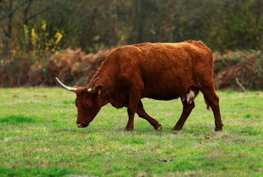Brown cattle with long horns specific for Auvergne region in France.The breed is Salers and is considered to be one of the oldest and most genetically pure of all European breeds.