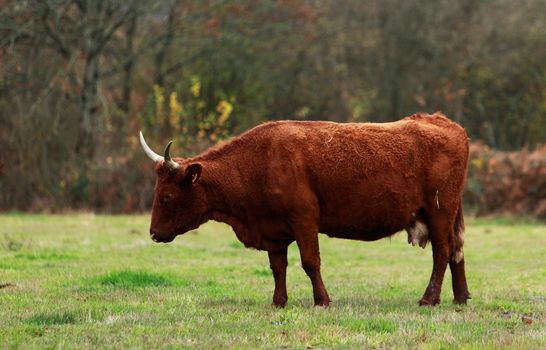 Brown cattle with long horns specific for Auvergne region in France.The breed is Salers and is considered to be one of the oldest and most genetically pure of all European breeds.