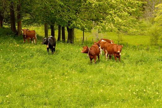 bulls on the meadow. Please note: No negative use allowed.