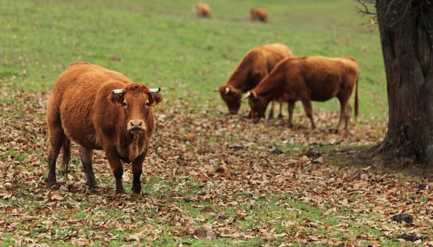 Portrait of a brown cattle in an autumn field.The breed is Salers and is considered to be one of the oldest and most genetically pure of all European breeds.They are common in Auvergne region of France.