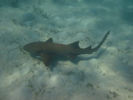 Nurse shark cruising