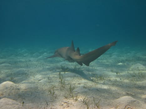 Shark swimming away