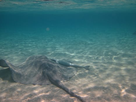 sting ray in the Bahamas