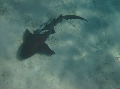 Nurse shark