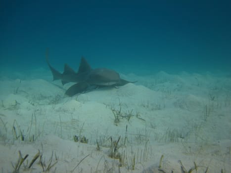 Nurse shark on the bottom