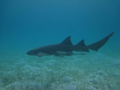 Nurse shark left side