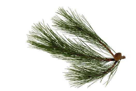 Branch of the pine, isolated on a white background
