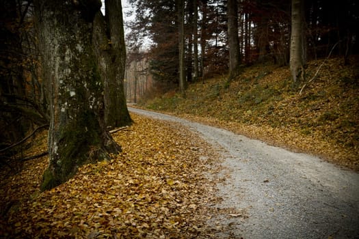 path in german forest with orange leaves.