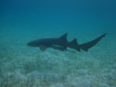 Nurse shark chillin