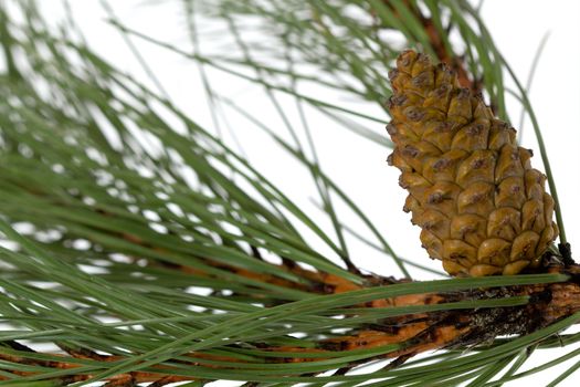 Branch of the pine, isolated on a white background