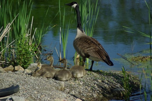 canadian gees and goslings