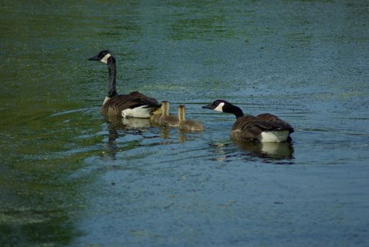 Canadian geese