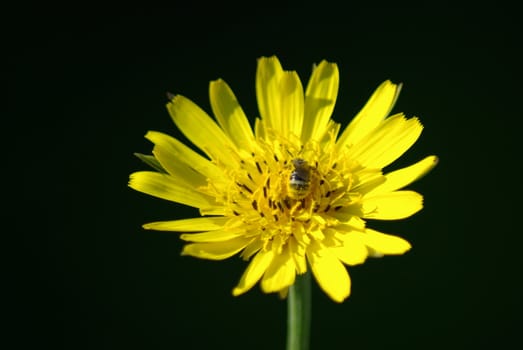 Bee in dandelion