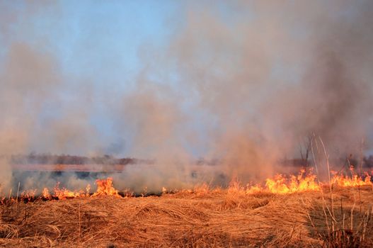 The fire on the nature - burns a grass in the field