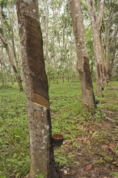 Rubber Tree Plantation In Thailand, Southeast Asia