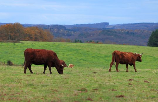 Brown cattles with long horns specific for Auvergne region in France.The breed is Salers and is considered to be one of the oldest and most genetically pure of all European breeds.