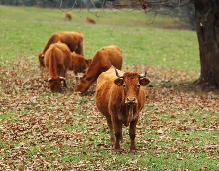 Portrait of a brown cattle in an autumn field.The breed is Salers and is considered to be one of the oldest and most genetically pure of all European breeds.They are common in Auvergne region of France.