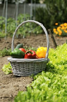 basket of vegetables and in a botanical garden