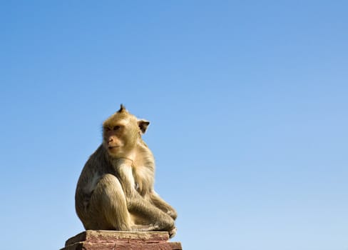 Macaque monkey sat on stone and blue sky in Thailand