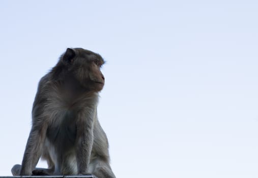 Macaque monkey sat on the right in Thailand