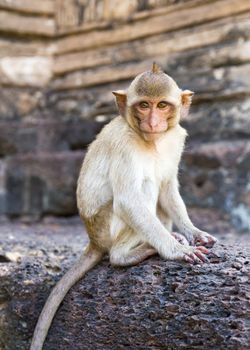 Portrait of young rhesus macaque monkey in Wat Prapang Sam Yot temple  in Thailand