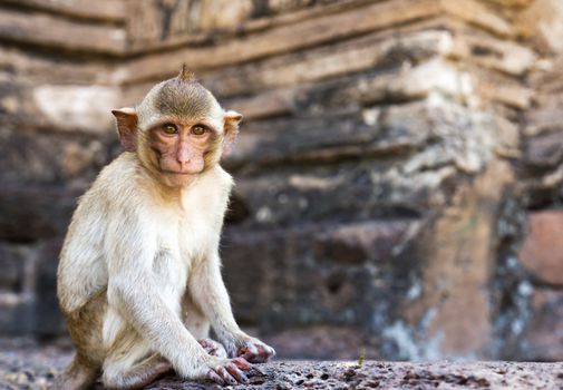 Portrait of young rhesus macaque monkey in Wat Prapang Sam Yot temple  in Thailand