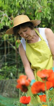 Senior woman pruning roses in her garden