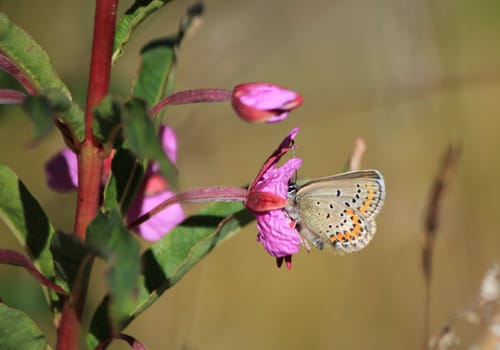 Azure de l'ajonc butterfly (Plebeius argus) on a pink flower in the mountain by summer