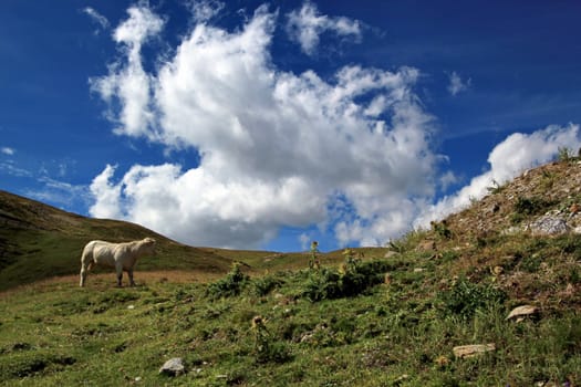 White cow in the Alps mountain by summer