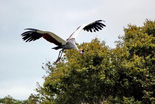 Beautiful royal crane flying next to trees