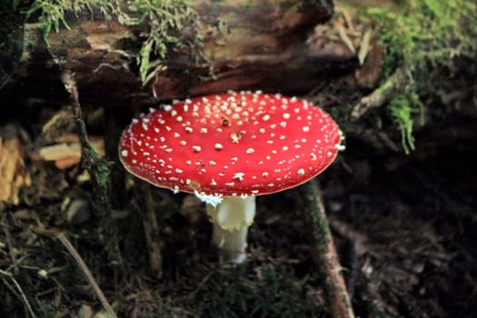 Red mushroom (Amanita Muscaria also known as Fly Ageric or Fly Amanita) in autumn forest