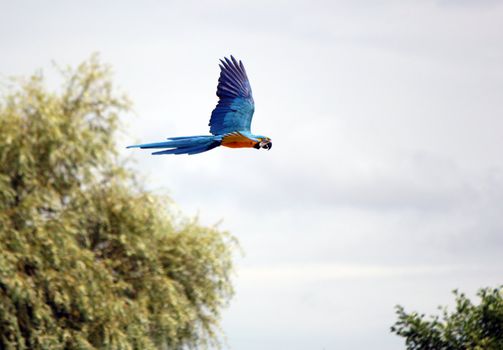 Blue and red ara macaw flying among trees