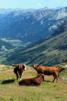 Herd of brown cows resting peacefully at the top of the Galibier pass, France