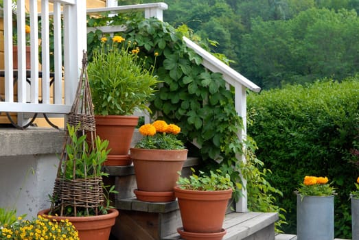 flowers on the stairs of house. Please note: No negative use allowed.