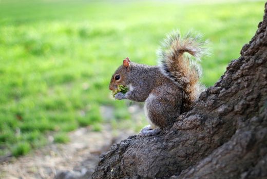 Squirrel eat fruit sitting on a tree.