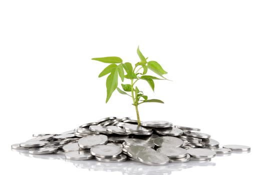 Green plant growing from the coins. Money financial concept